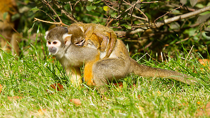 Image showing Young ape on the back of it's mother