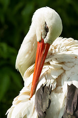 Image showing Stork in its natural habitat 