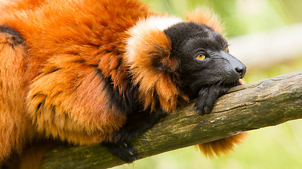 Image showing Red-bellied Lemur (Eulemur rubriventer)