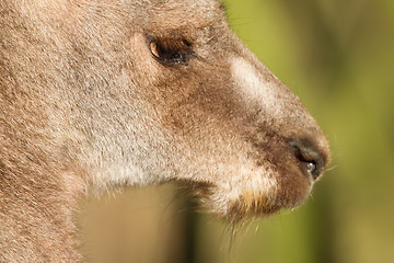 Image showing Close-up of an adult kangaroo