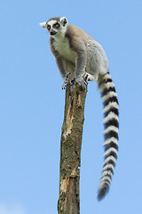 Image showing Ring-tailed lemur in a tree
