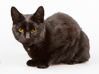 Image showing Black cat isolated 