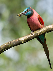 Image showing Northern Carmine Bee-Eater