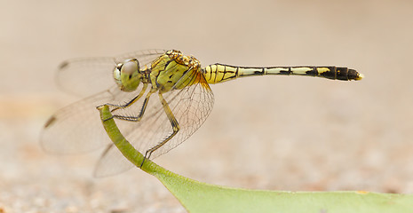 Image showing Dragonfly on a leaf