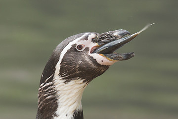 Image showing Penguin is eating a large fish