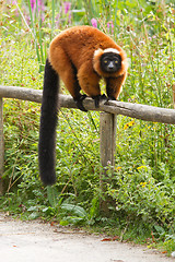 Image showing Crown maki on a wooden fence