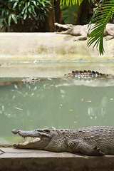 Image showing Crocodiles resting in the sun