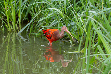 Image showing Young Scarlet Ibis, Eudocimus ruber 