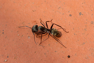 Image showing Large black ant walking