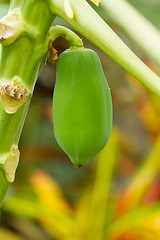 Image showing Single papaya hanging from the tree