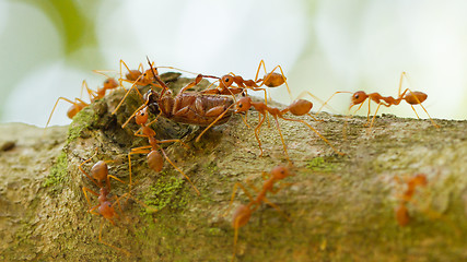 Image showing Ants in a tree carrying a death bug