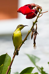 Image showing Olive Backed Sunbird - Female