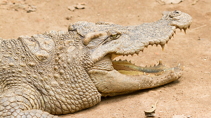 Image showing Crocodile resting in the sun