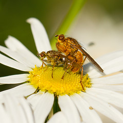 Image showing Flies mating on a white flower