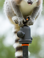 Image showing Ring-tailed lemur sitting on tripod