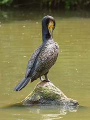 Image showing Cormorant in it's natural habitat