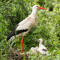 Image showing Stork with two chicks