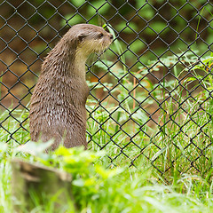 Image showing Otter in captivity is looking through the fence of it's cage