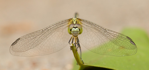 Image showing Dragonfly on a leaf