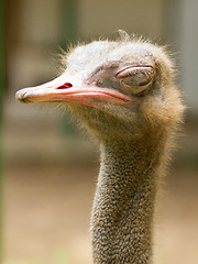 Image showing Ostrich standing in a zoo in Saigon