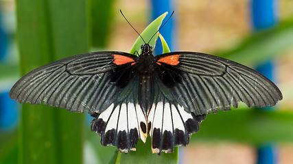 Image showing Big colorful butterfly 