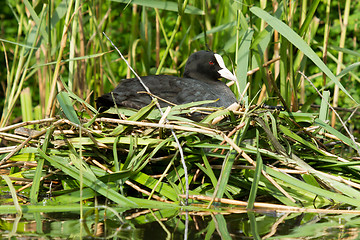 Image showing Common coot sitting on a nest 