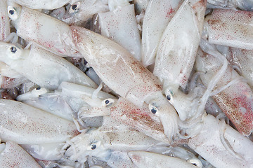 Image showing Fresh squid in the market 