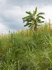 Image showing Banana tree hidden in the jungle