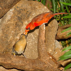 Image showing Pair of Northern Cardinals
