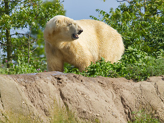 Image showing Close-up of a polarbear in capticity 