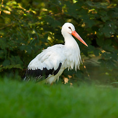 Image showing Stork in its natural habitat 
