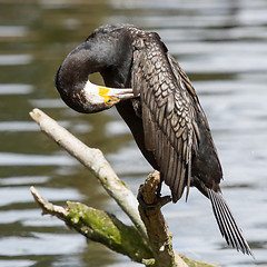 Image showing Cormorant in it's natural habitat