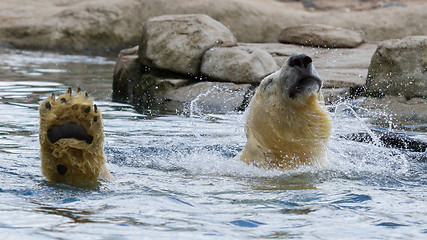 Image showing Close-up of a polarbear in capticity 