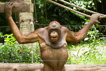 Image showing Orangutan (Pongo pygmaeus) in Saigon (Vietnam)