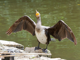 Image showing Cormorant drying it's wings