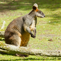 Image showing Swamp wallaby in a dutch zoo 