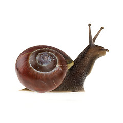 Image showing Garden snail (Helix aspersa) 