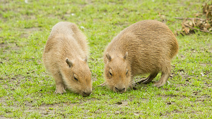 Image showing Capybara (Hydrochoerus hydrochaeris) 