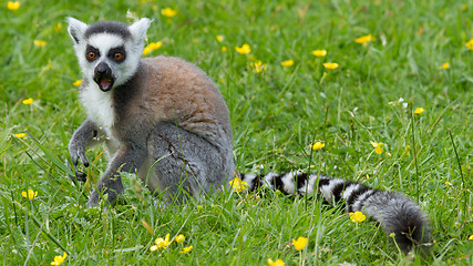 Image showing Ring-tailed lemur eating fruit