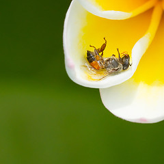 Image showing Dead fly in a yellow flower