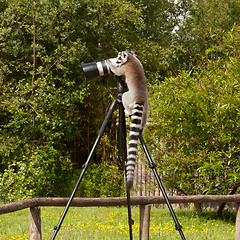 Image showing Ring-tailed lemur sitting on tripod