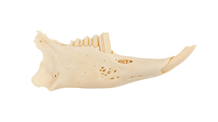 Image showing Jaw of a rabid