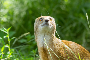 Image showing Close-up of a yellow mongoose (cynictis penicillata)