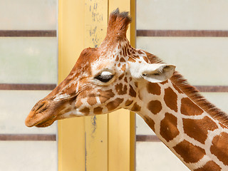 Image showing Giraffe, Giraffa Camelopardalis Eating