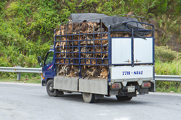 Image showing HUÉ, VIETNAM - AUG 4: Trailer filled with live dogs destined fo