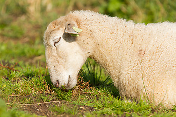 Image showing White sheep enjoying the sun