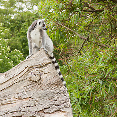 Image showing Ring-tailed lemur in captivity