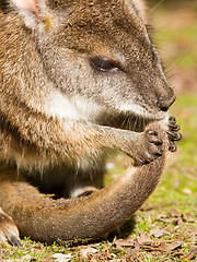 Image showing Parma wallaby is cleaning it's tail