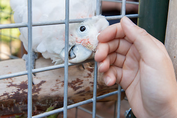 Image showing Pet cockatoo asking for attention