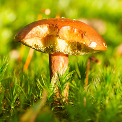 Image showing Forest mushroom in the grass